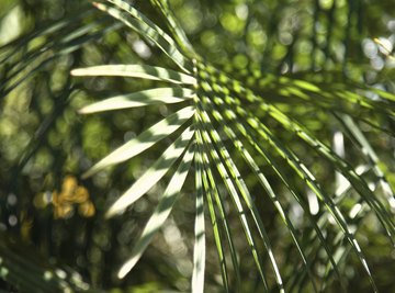 Plants grow towards the light.