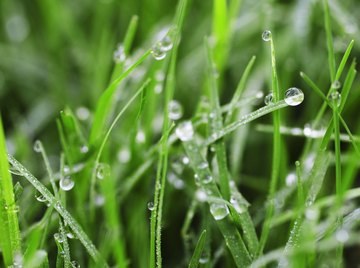 Dew results when cooling air becomes saturated with humidity.