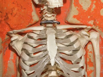 The axial skeleton includes the bones in the skull, spinal column and rib cage.