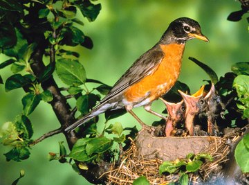 The American robin