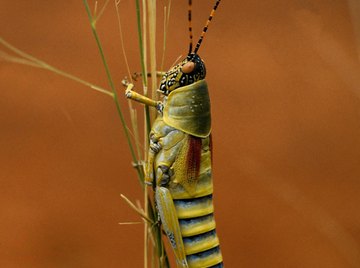 What Happens When Something in a Food Chain Goes Extinct