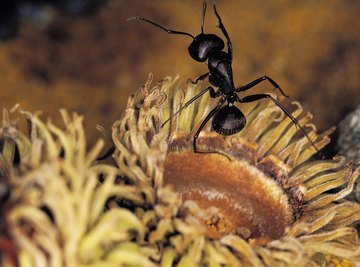 Most bites from black ants like this one are fairly benign.