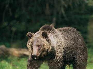 The bear's thick fur helps keep him warm while he sleeps.