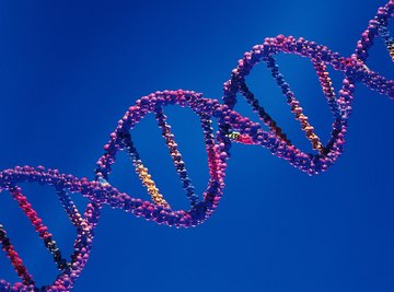 Francis Crick and James Watson discovered DNA's double helix structure in 1953.