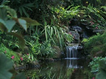 The rainforest is a biome that is rich in exotic plant and animal life.