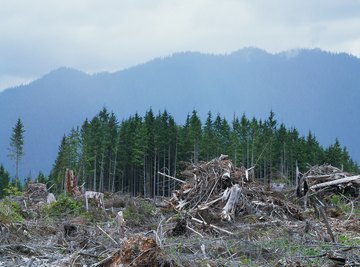 Clearcut harvesting dramatically changes the physical and biological environments within watersheds.