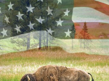 The bison is an iconic symbol of the American west.