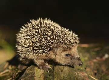 Hedgehog Adaptation