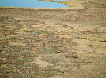 A tundra biome is one of the coldest of all biomes.