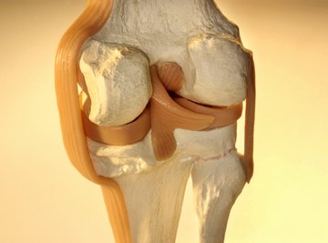 Bone, ligaments, tendons and cartilage are all examples of connective tissue.