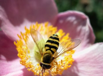 Bees are pollinators of plants and important to ecosystems.