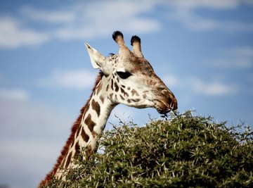 A giraffe eats leaves from the top of a tree.