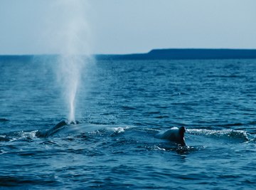The blowhole of whales is an example of a spiracle.
