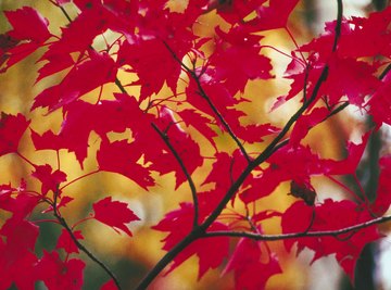 Red Maple Tree Facts