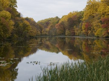 Bodies of Water in the Deciduous Forest