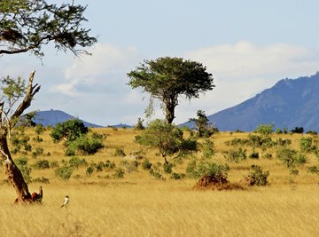 African savanna desert