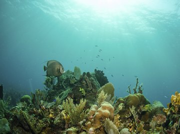 Coral, algae and other plants growing in a reef.