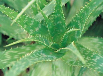 Close up of plant.