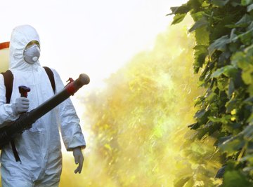 Man spraying chemical pest control on plants