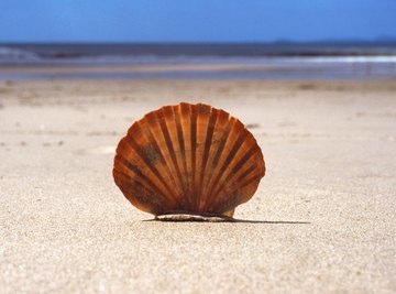 Seashell Facts for Kids