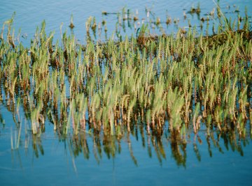 Cattails are emergent grasses found throughout North America.