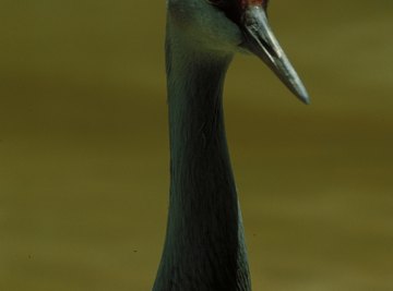 Sandhill cranes have white cheeks and red markings on their foreheads.