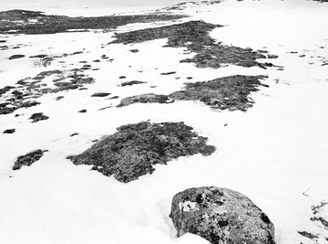 Permafrost ground offers meager resources to tundra inhabitants.