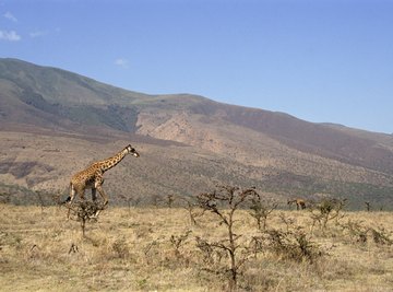 Two wild giraffes grazing in an African savanna.