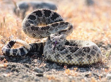 Western diamondbacks are Texas' longest venomous snakes.