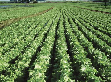 A 50-percent increase in annual harvest shows that yields have increased by half of last year's total.