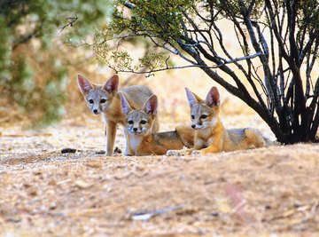 Desert animals and plants have evolved in ways that allow them to survive harsh conditions.