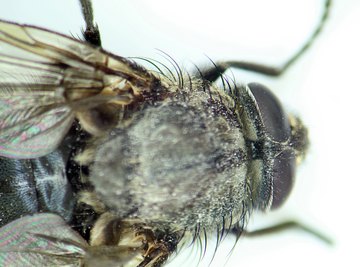 Blowflies are the most common insects found during early decomposition stages.