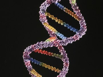 Recombinant DNA technology uses enzymes to join pieces of DNA.