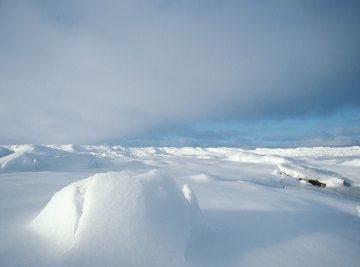 Plants in the North Pole | Sciencing