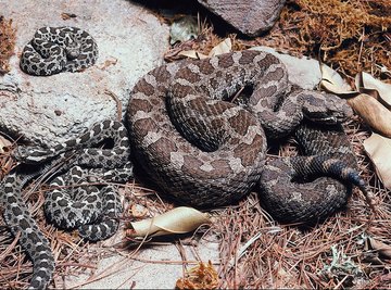 What Do Rattle Snake Dens Look Like