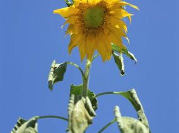 Plants receive energy from the sun via their leaves.