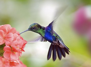 Hummingbirds can hover and fly backwards like helicopters.