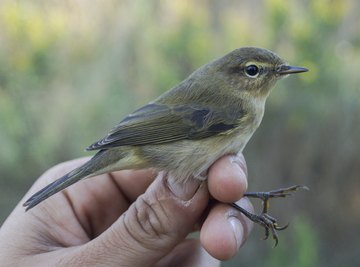 A close-up of a biologist banding a bird for study.