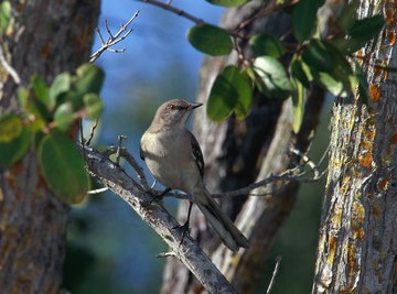 Male mockingbirds sing day and night during the late spring and early summer.