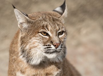 Bobcats prey on everything from crayfish to the occasional deer.