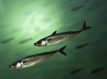 Mackerel is the common name for several different species of epipelagic fish.