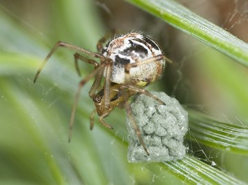 Spider beside large sac of eggs