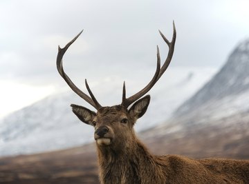 Why Do Deer Lose Their Antlers?