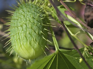 A close-up of a wild cucumber.