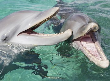 Sharks are a predatory threat to bottlenose dolphins.