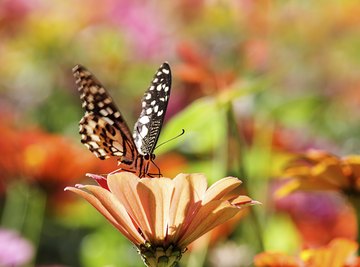 What do Butterflies do for the Environment