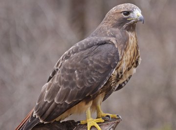 Buzzards are hawks, not vultures.