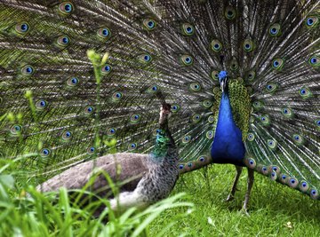 How Do Peacocks Mate