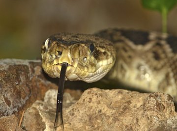 Snakes Found in Northern Illinois