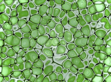 All plant cells contain chloroplasts, which give them their green pigmentation.